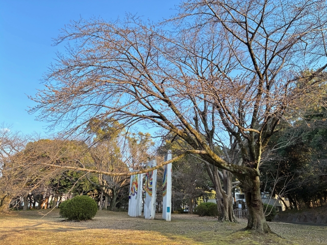 3月18日桜写真11