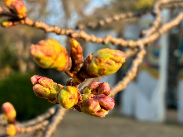 3月18日桜写真12