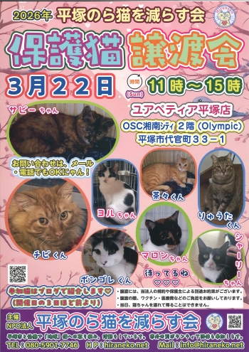 NPO法人平塚のら猫を減らす会「保護猫の譲渡会」 | 平塚市