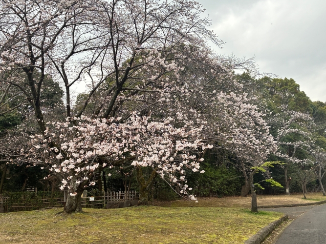 3月25日桜写真1