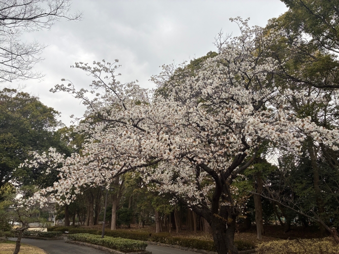 3月25日桜写真2
