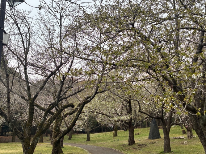 3月25日桜写真3