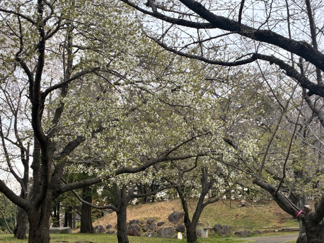 3月25日桜写真4