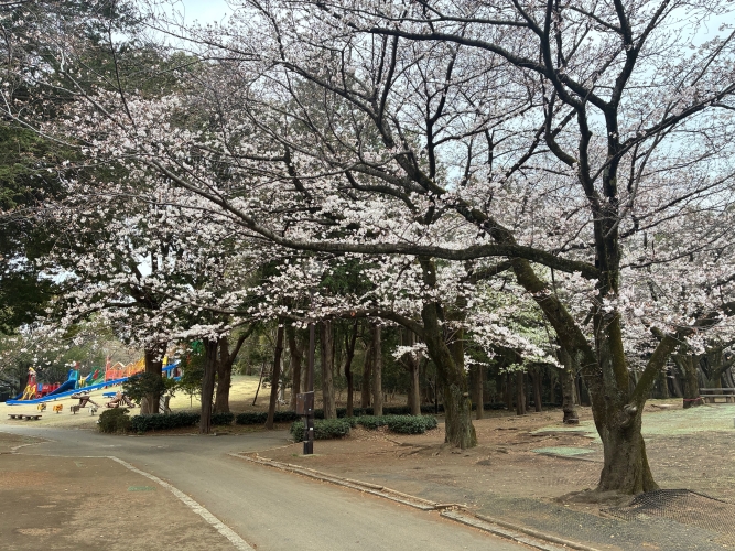 3月25日桜写真5