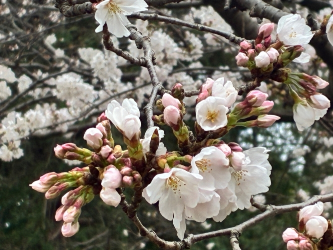 3月25日桜写真6