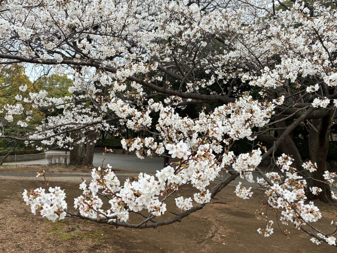 3月25日桜写真7