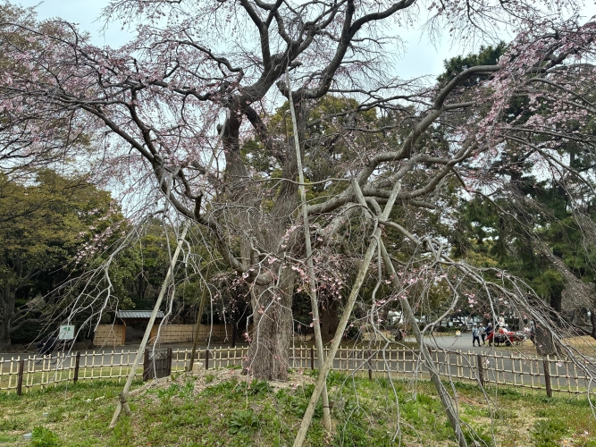 3月25日桜写真8