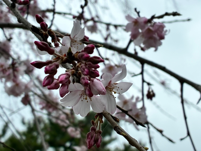 3月25日桜写真9