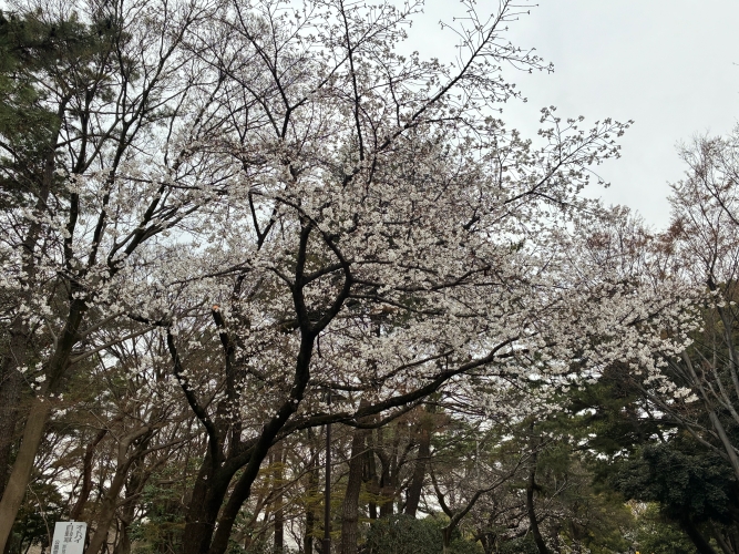 3月25日桜写真10