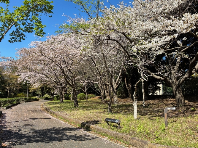 4月3日桜写真1