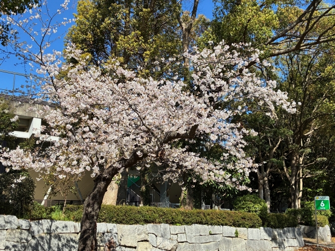 4月3日桜写真2