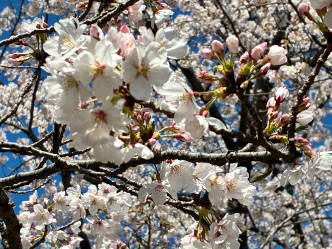 4月3日桜写真5