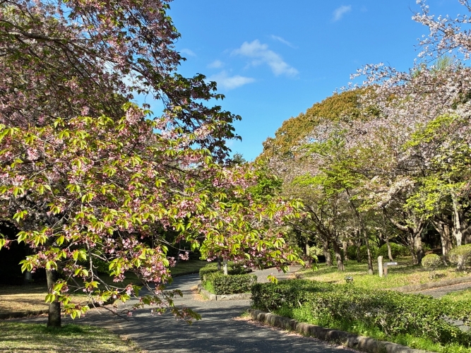 4月9日桜写真1