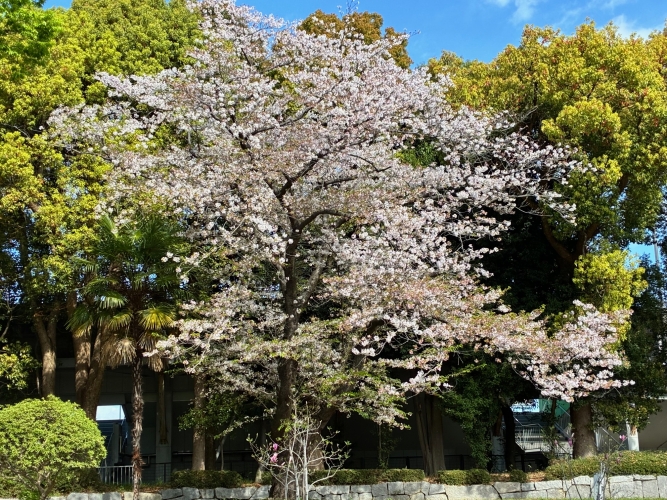 4月9日桜写真2