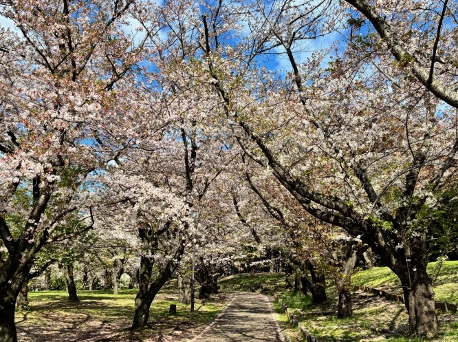 4月9日桜写真4