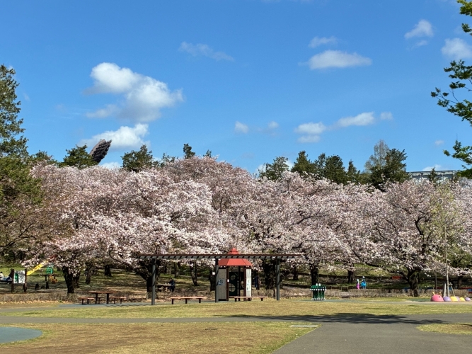 4月9日桜写真5