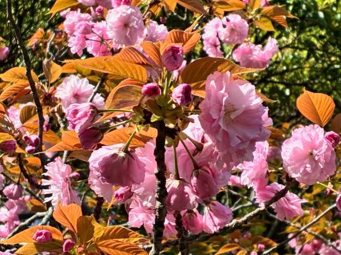 4月9日桜写真8