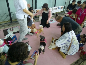 過去の譲渡会の様子