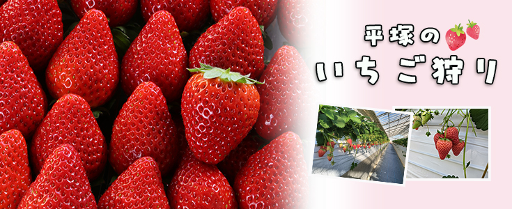 ひらつかのいちご狩りページのリンク