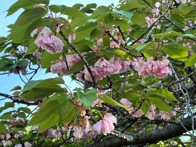4月17日桜写真2