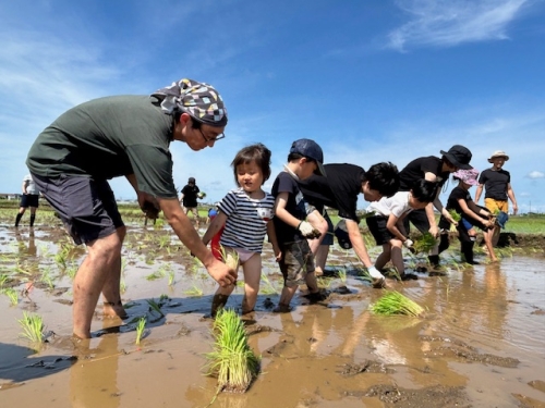 田植え体験の写真