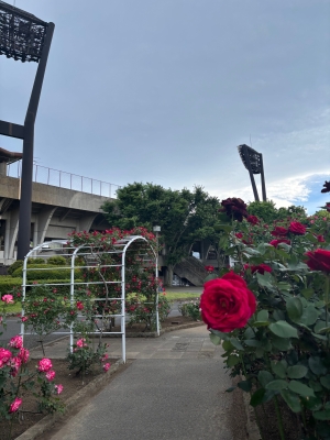 5月8日バラ写真1