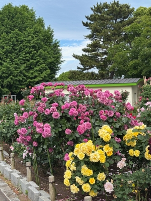 5月8日バラ写真3