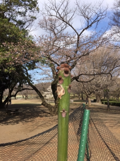 3月25日（月曜日）の写真