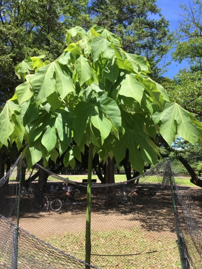 6月18日（火曜日）の写真