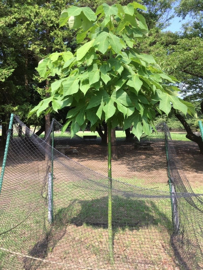 7月30日（火曜日）の写真