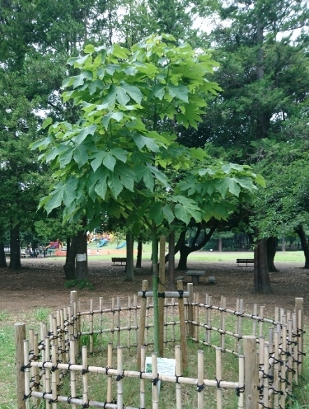 7月12日（月曜日）の写真