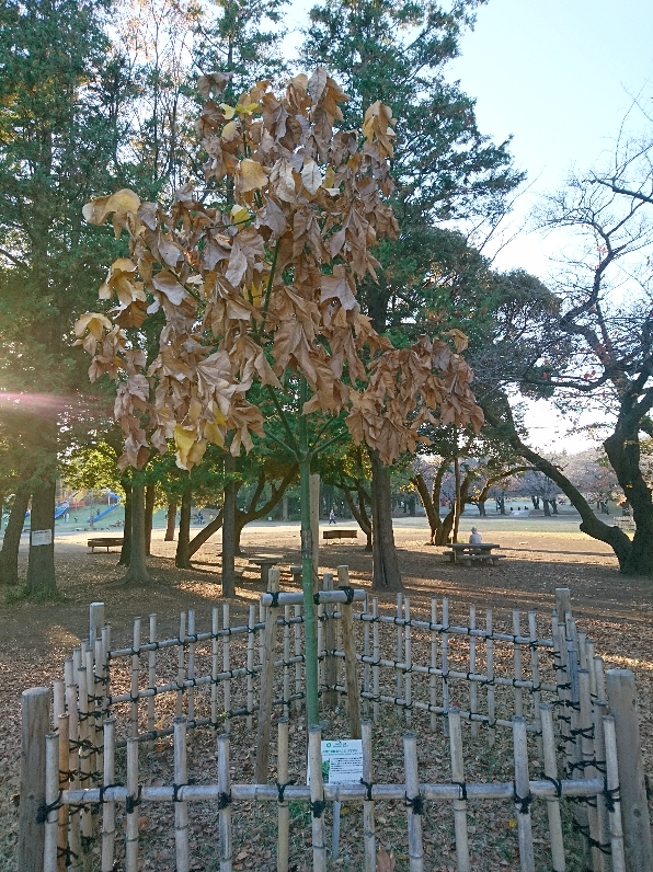 11月25日（木曜日）の写真