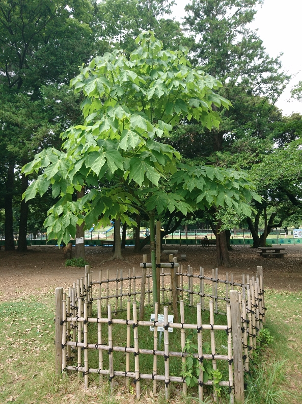 7月3日（日曜日）の写真