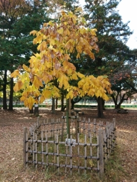 11月18日（金曜日）の写真