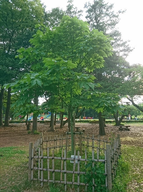 6月14日（水曜日）の写真