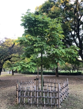 11月2日（木曜日）の写真