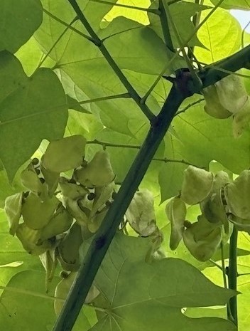 8月21日（金曜日）の写真