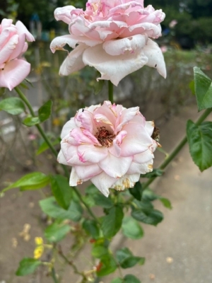 7月17日バラ写真2