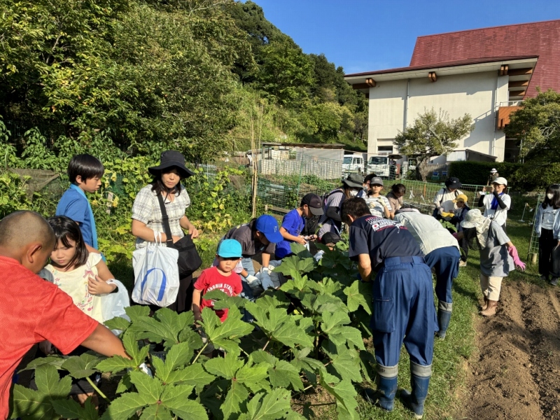 夏野菜のオクラを収穫している様子